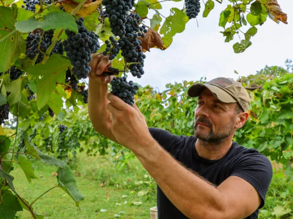 A blurred image shows a man with a beard and a baseball cap holding up a cluster of dark grapes from a vine in a vineyard. He is wearing a dark t-shirt and looking at the grapes, as if inspecting them.