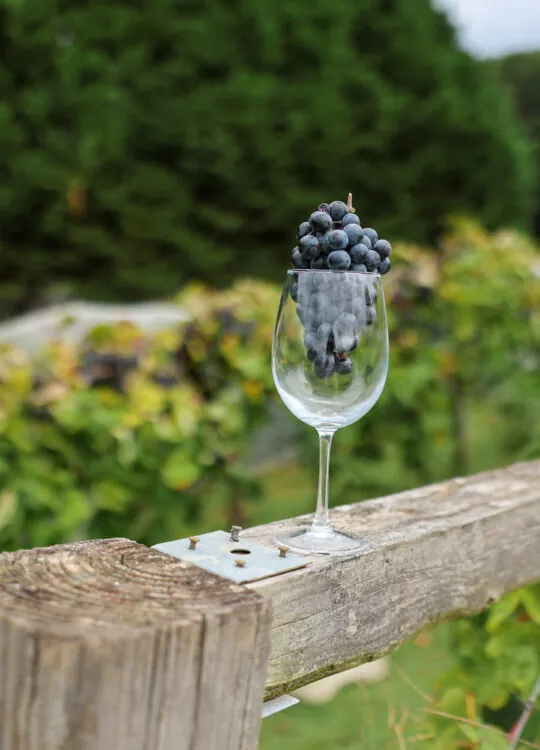 Chateau Elan Tempranillo – 92 points, Gold