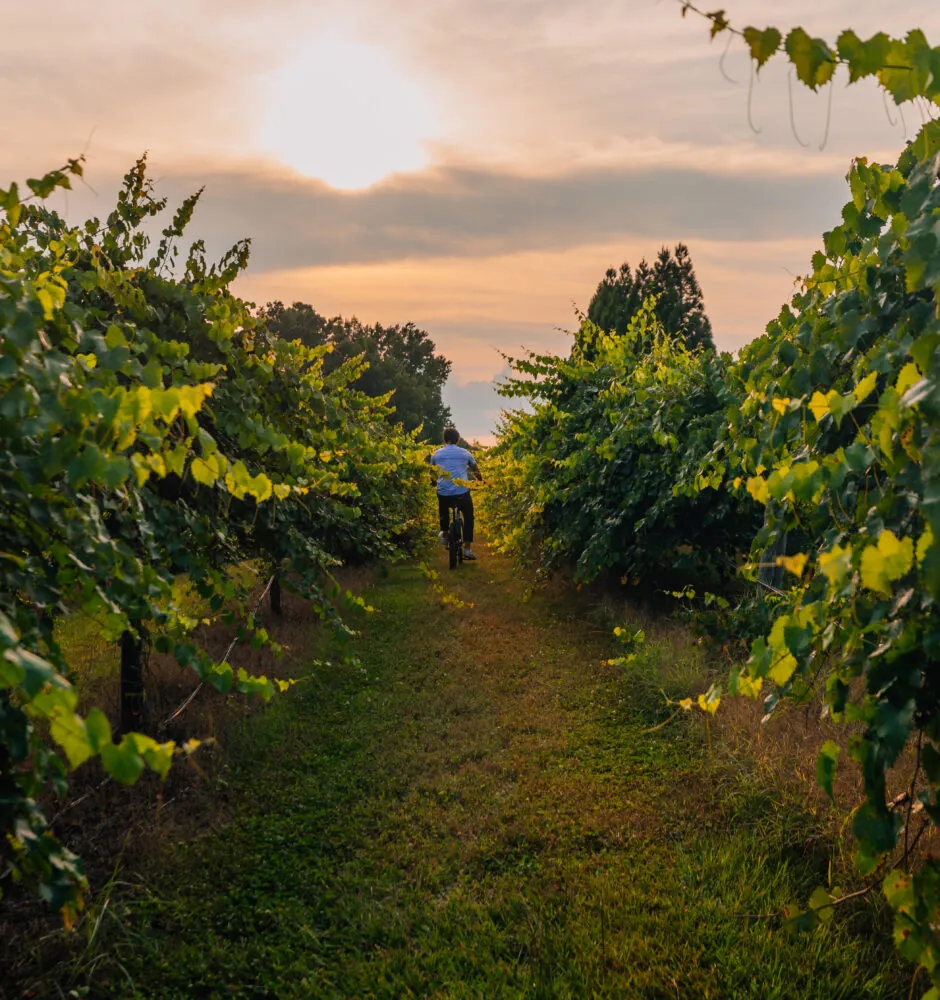 A person on a bicycle rides away from the camera on a grassy path between two rows of vines in a vineyard. The sun is setting in the background, casting a warm glow over the clouds. The vines on either side of the path are lush and green.
