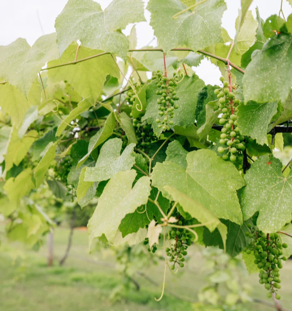 grapes in vineyard