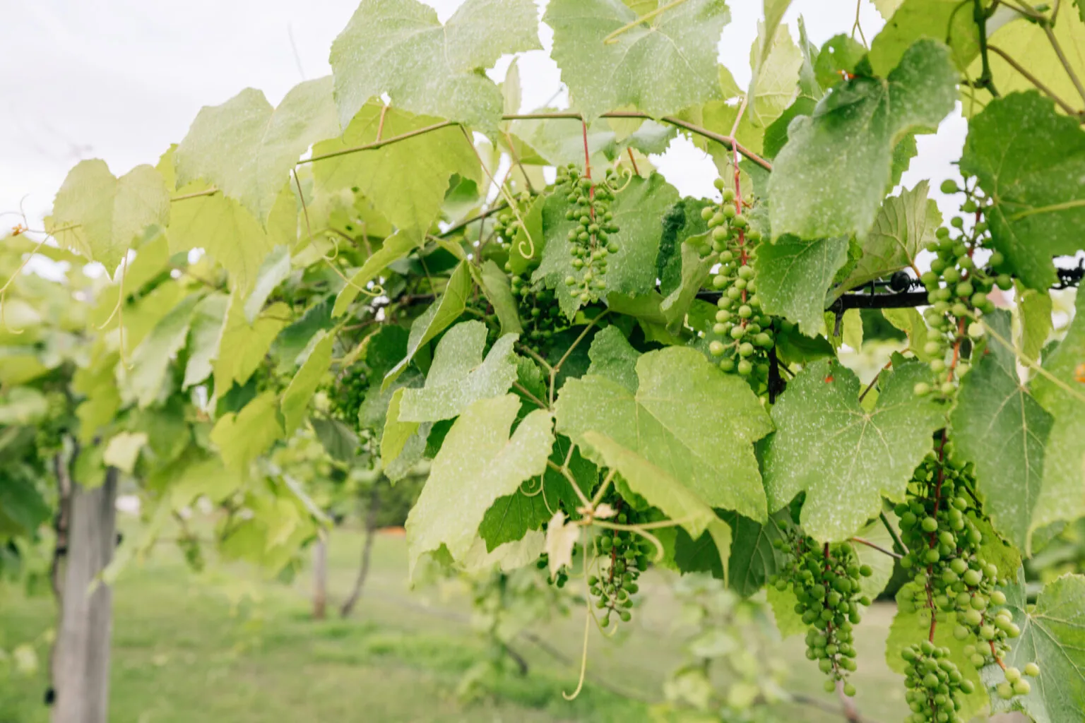 Harvest Season Escape